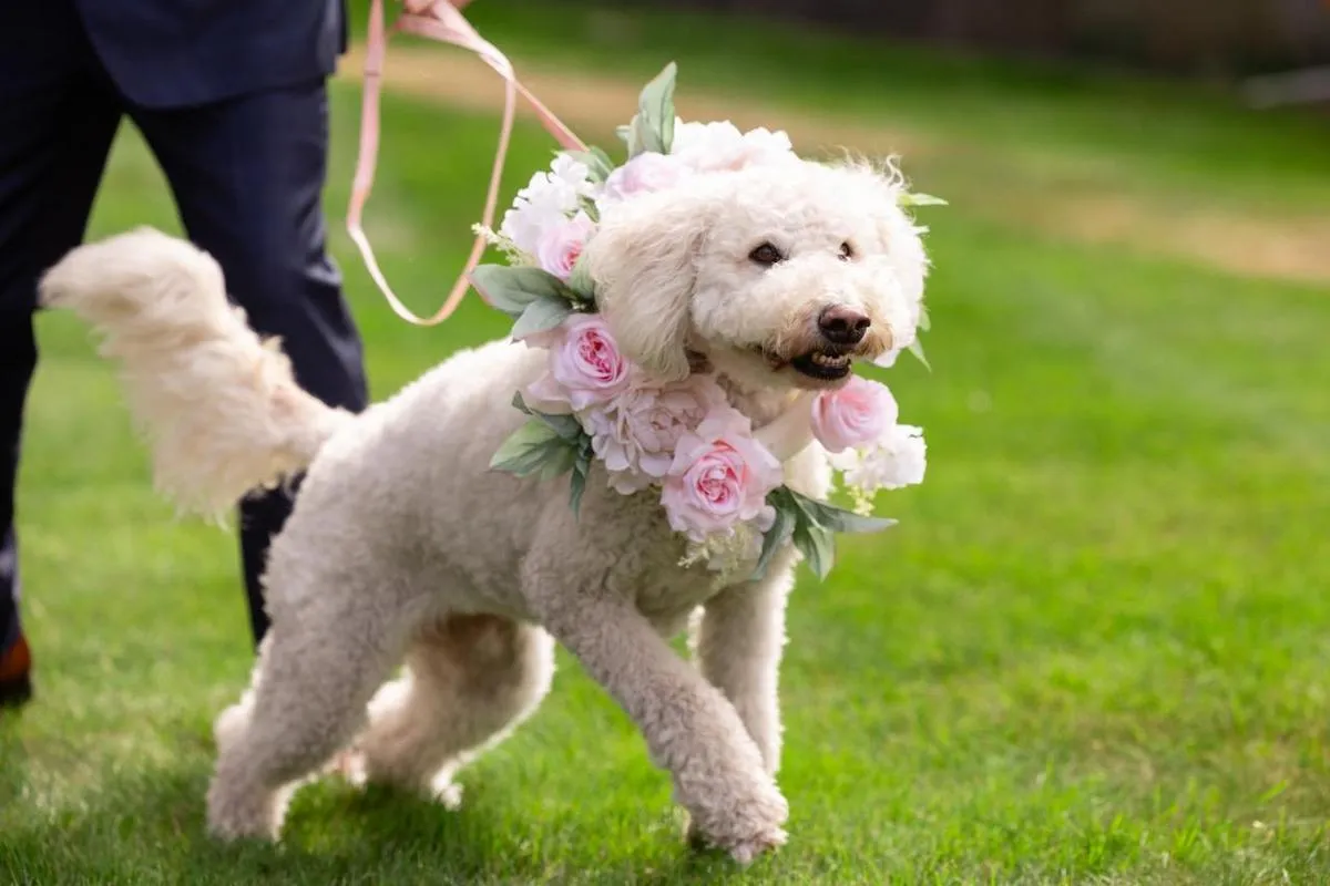 Fluffy white dog wearing a pink rose floral collar walks on a green lawn led by a person in a suit.